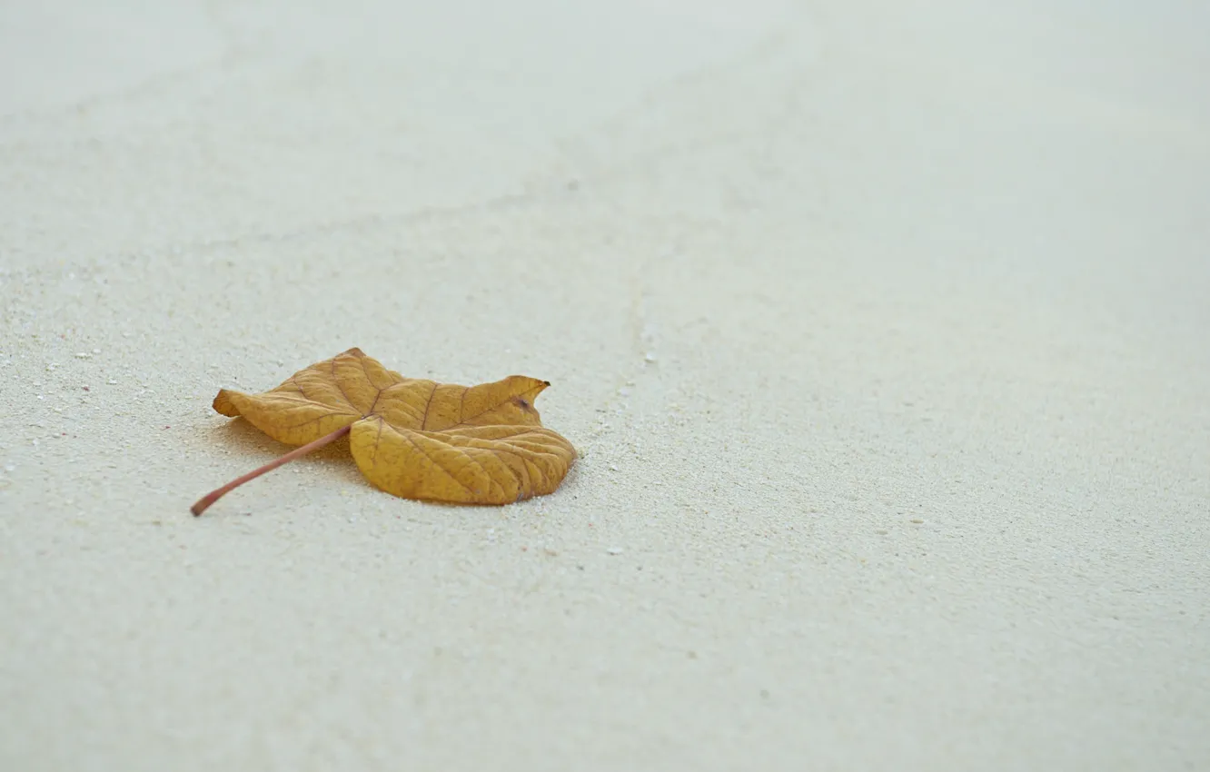 Фото обои песок, лист, листик, photo, photographer, Jamie Frith
