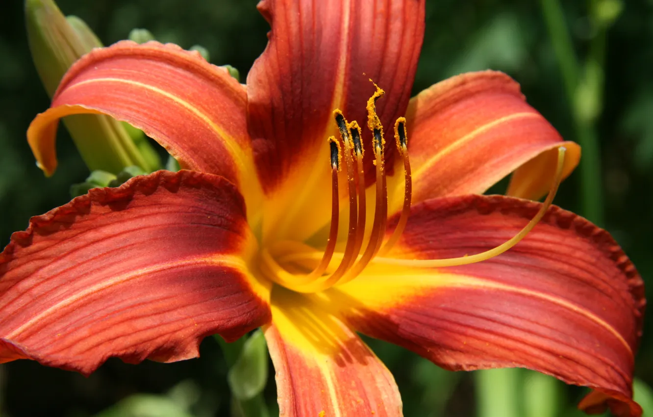 Фото обои макро, оранжевая, Лилия, macro, orange, lily