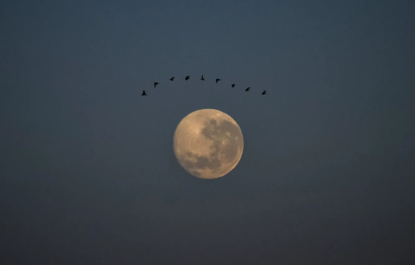 Фото обои небо, птицы, ночь, птица, луна, moon, sky, bird