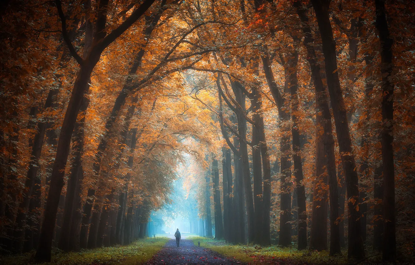 Фото обои осень, деревья, аллея