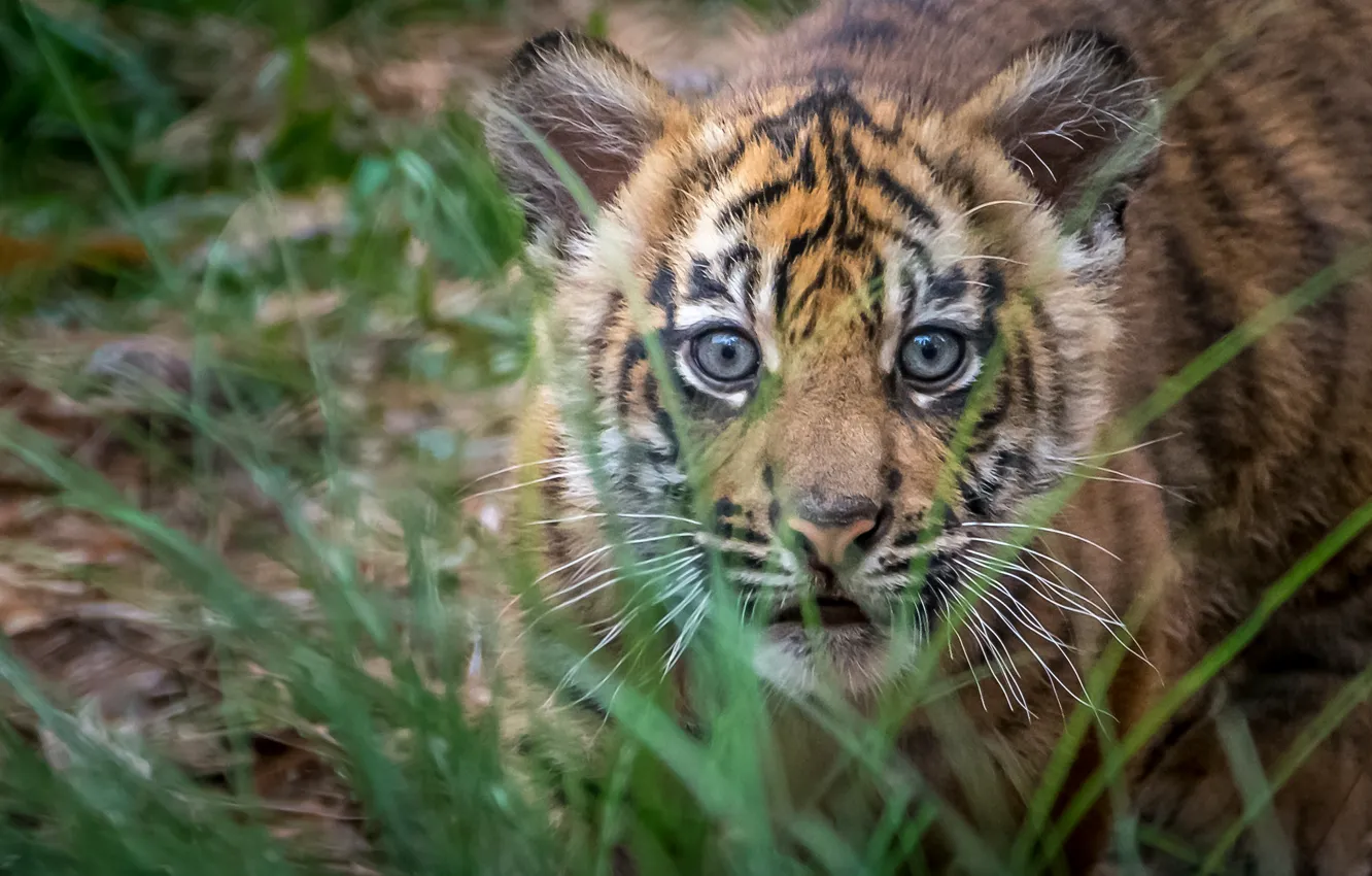 Фото обои трава, взгляд, Тигр, малыш, мордочка, детёныш, охотник, тигрёнок