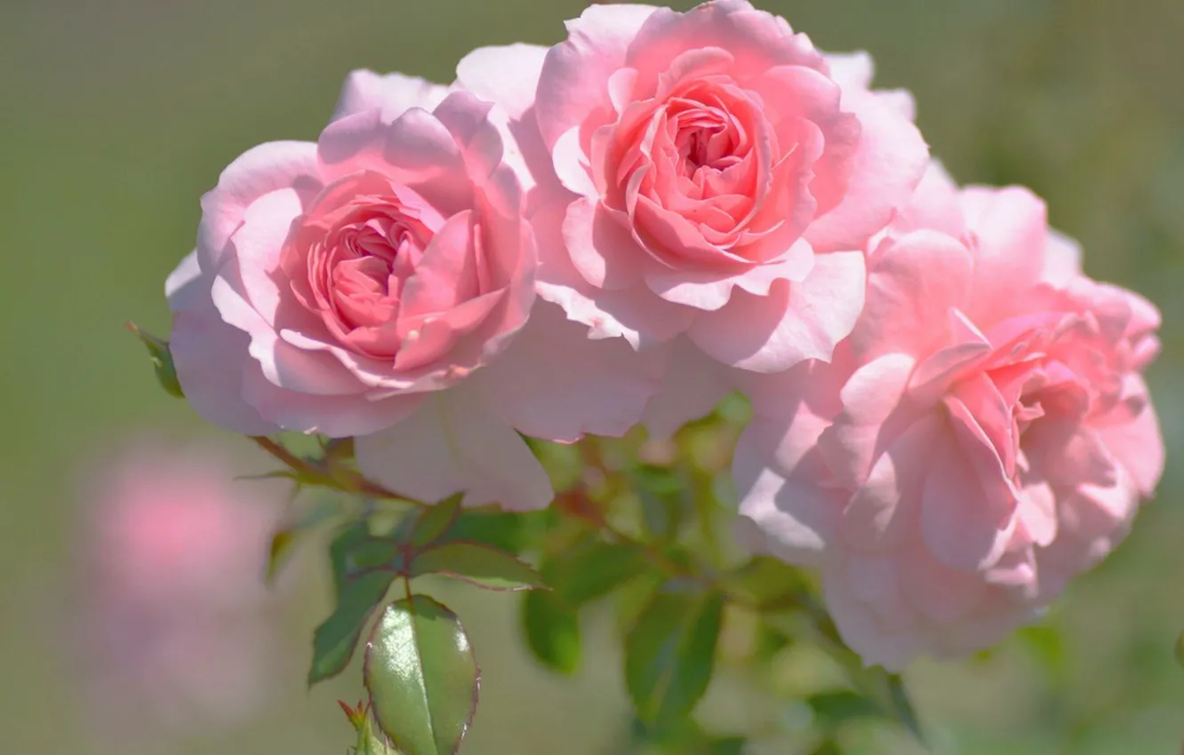 Фото обои размытый задний фон, три розы, розовые бутоны