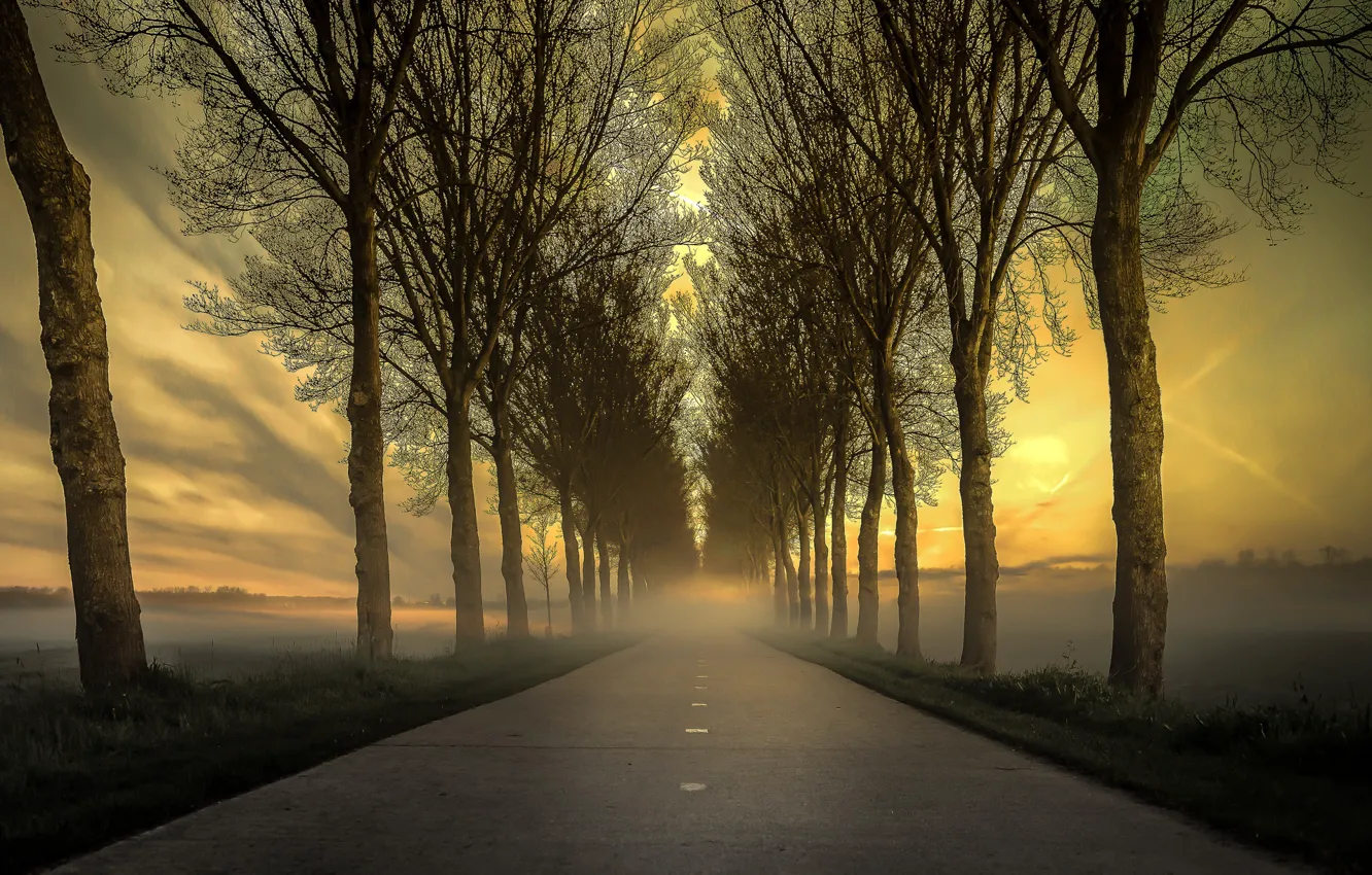 Фото обои дорога, деревья, природа, туман, утро, Нидерланды, Бемстер
