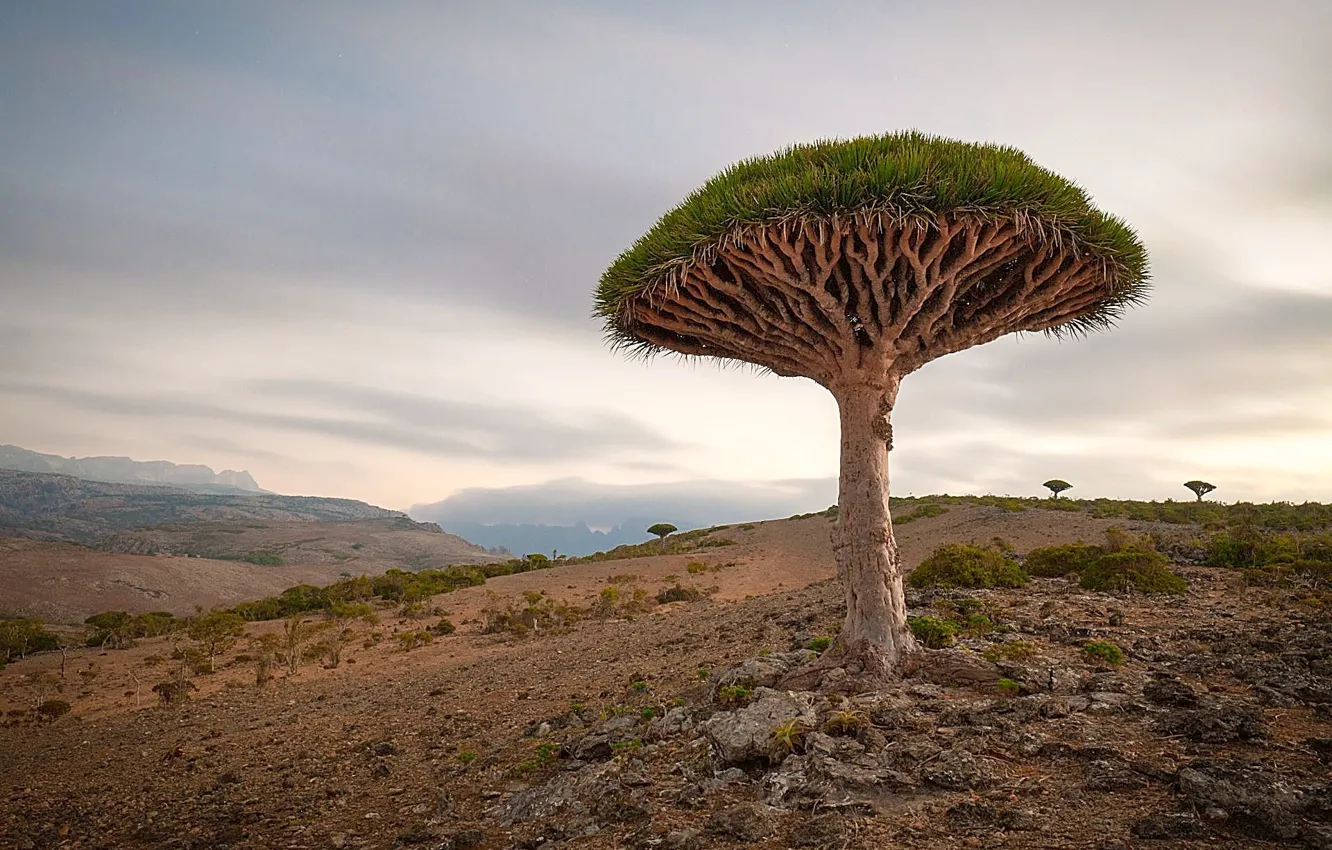 Фото обои socotra island, yemen, dragon tree