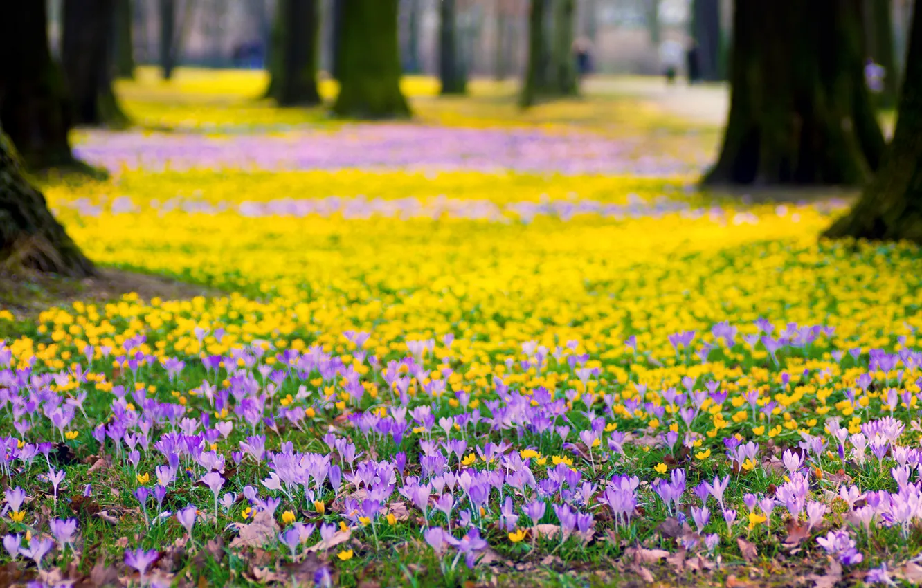 Фото обои деревья, цветы, природа, парк, весна, желтые, крокусы, сиреневые