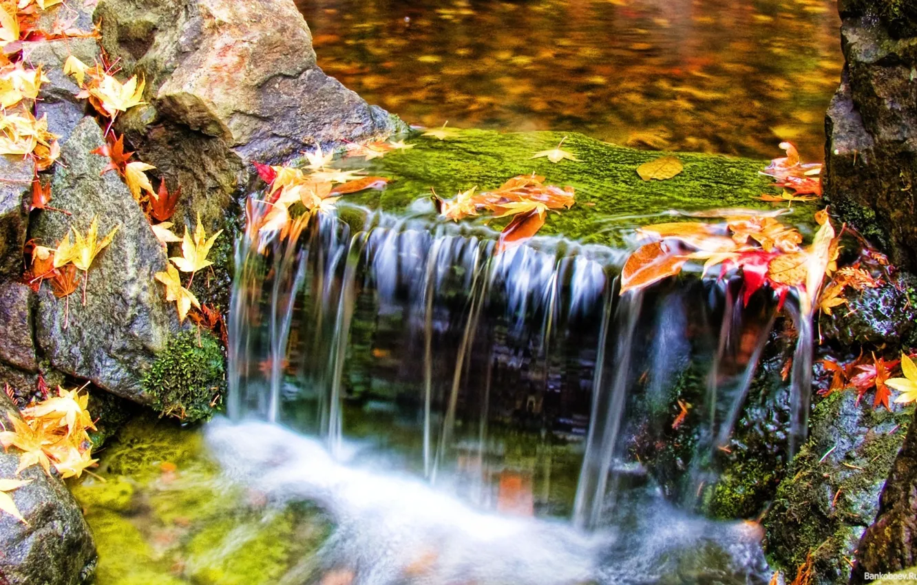 Фото обои листья, вода, Природа