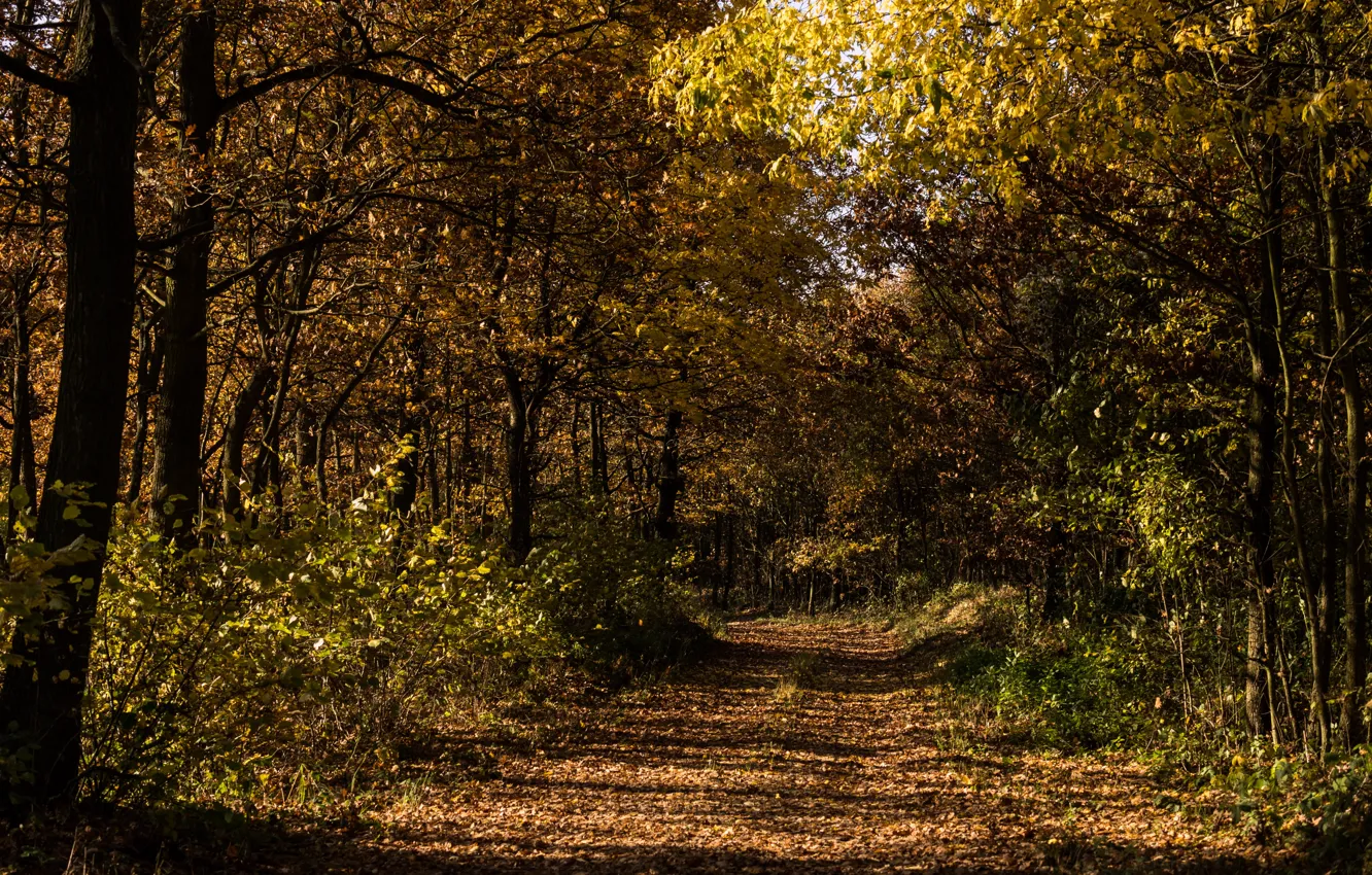 Фото обои осень, лес, трава, деревья, природа, листва