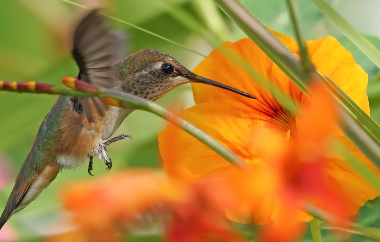 Фото обои цветок, трава, природа, колибри, птичка