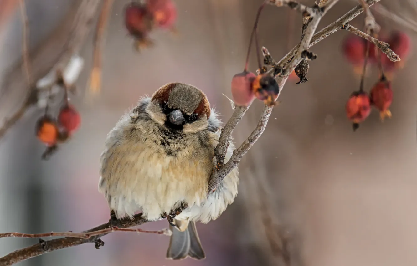 Фото обои зима, ветки, природа, ягоды, птица, воробей