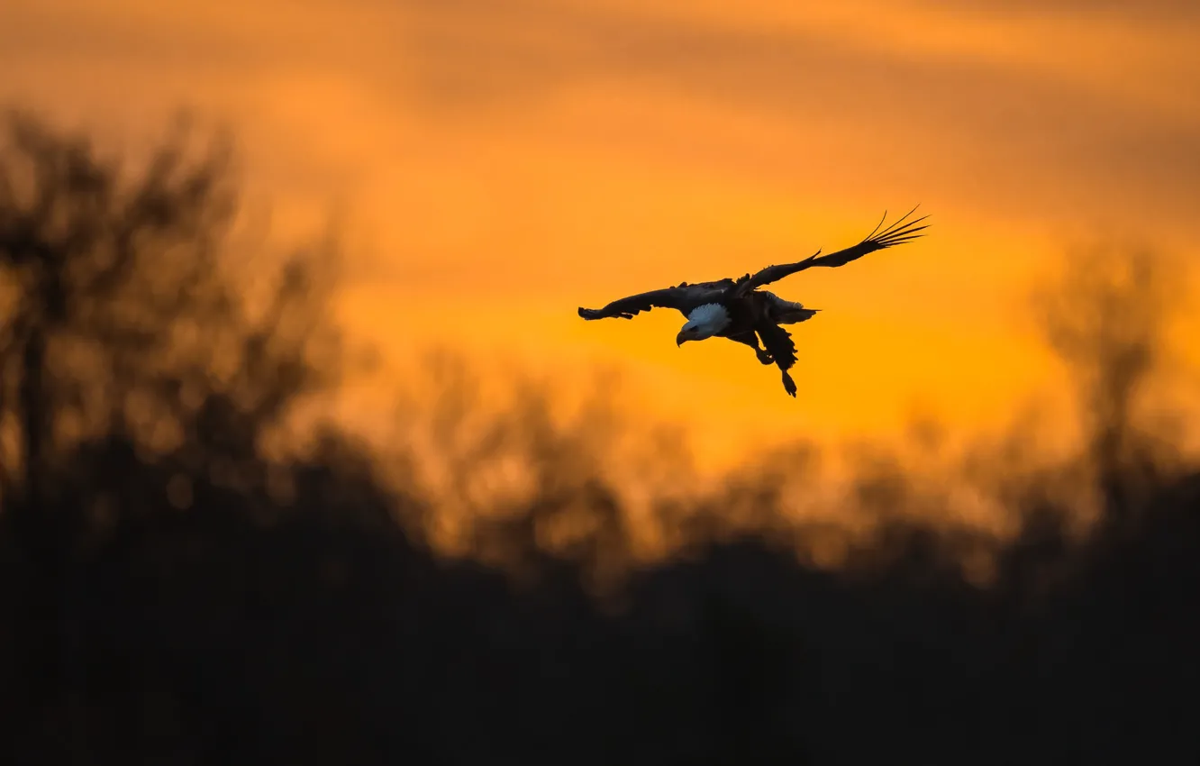 Фото обои полет, закат, поза, птица, орел, силуэт, желтый фон, боке