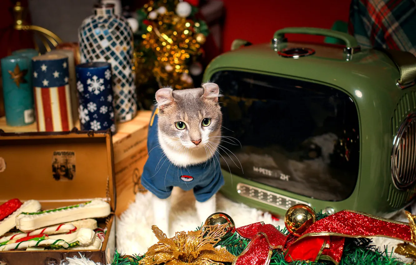 Фото обои кошка, кот, взгляд, шарики, снежинки, коробка, одежда, игрушки
