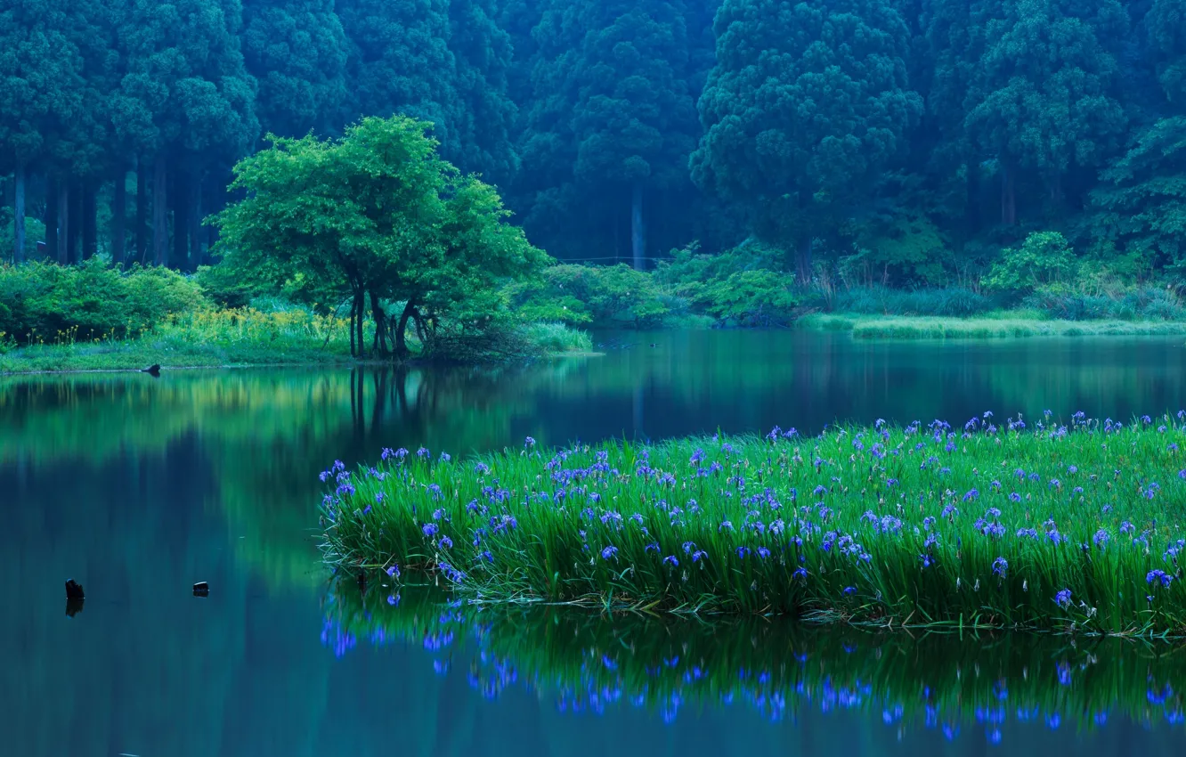 Фото обои лес, деревья, цветы, озеро, отражение, Япония, Japan, ирисы