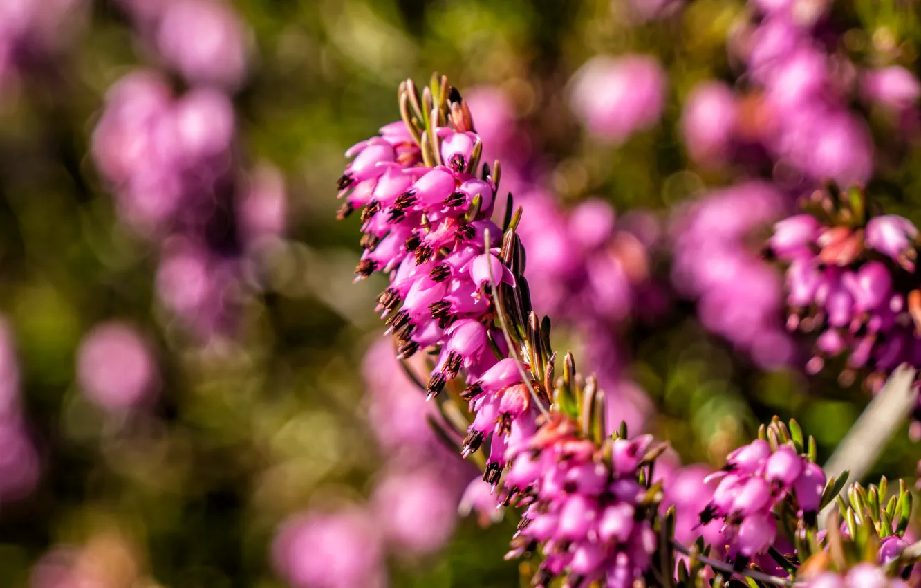 Фото обои цветы, поляна, весна, розовые, боке, версек