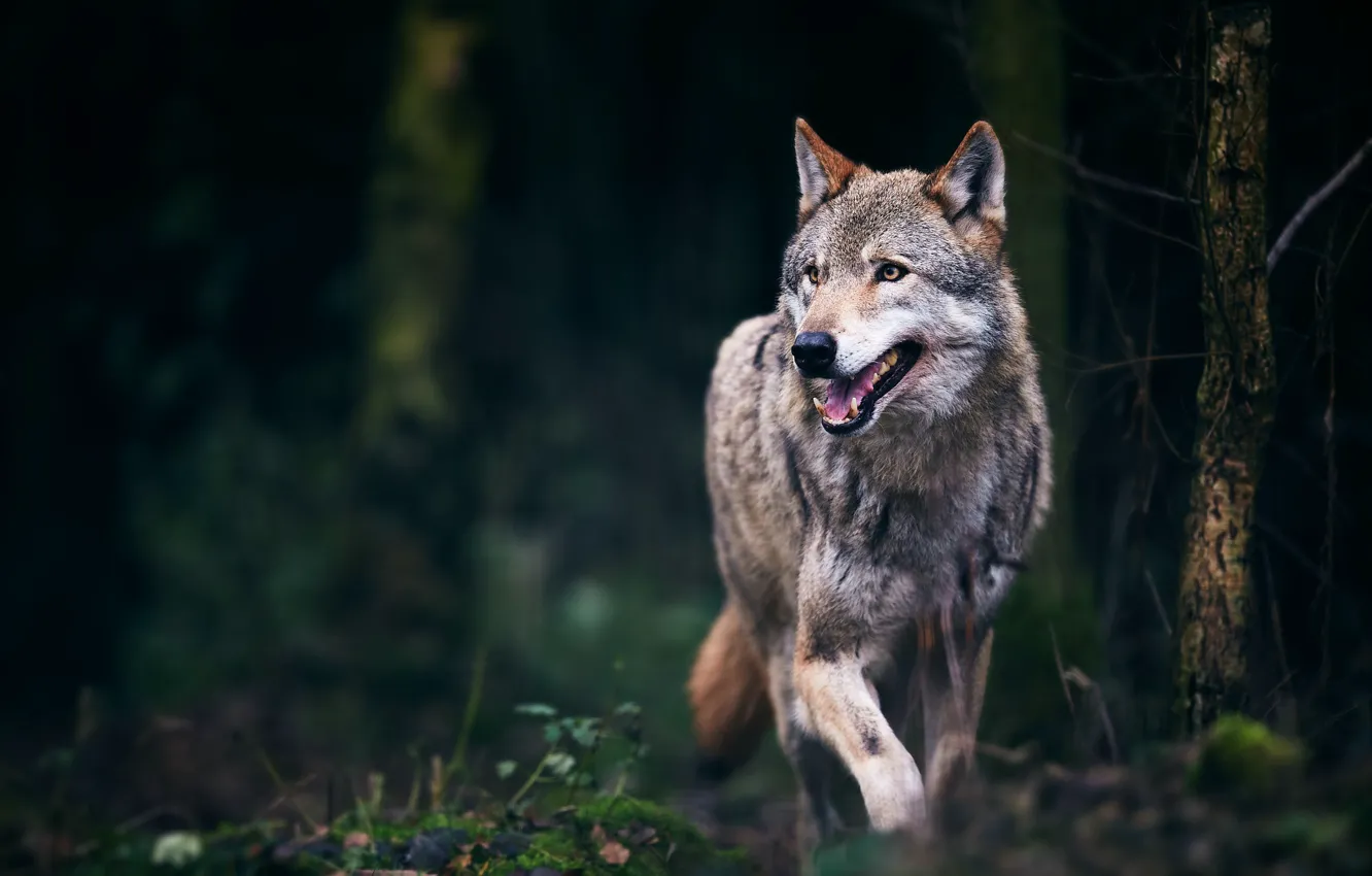 Фото обои лес, язык, темный фон, серый, волк, прогулка