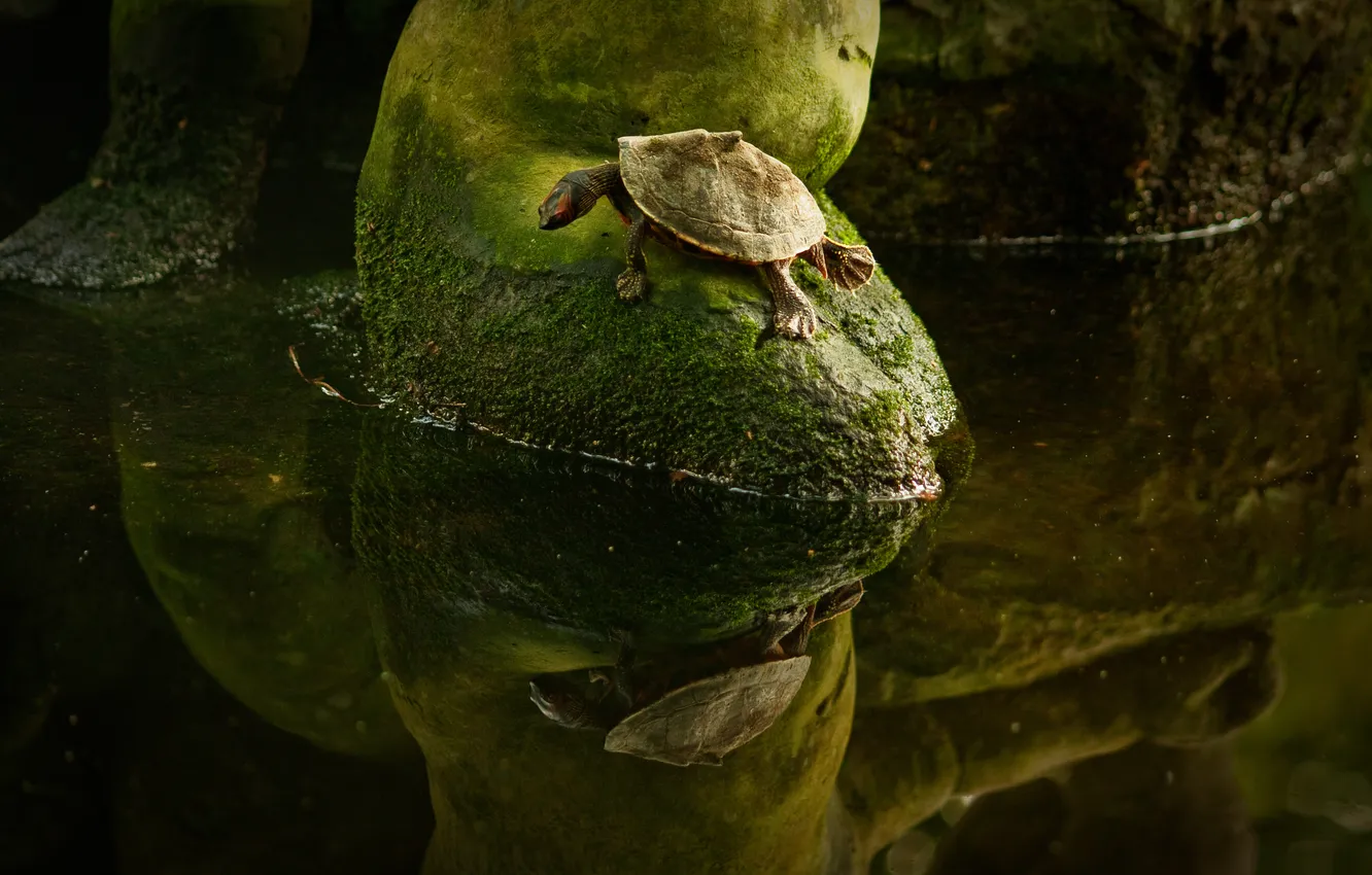 Фото обои вода, отражение, мох, черепаха, ситуация, зеркало, forest, lake