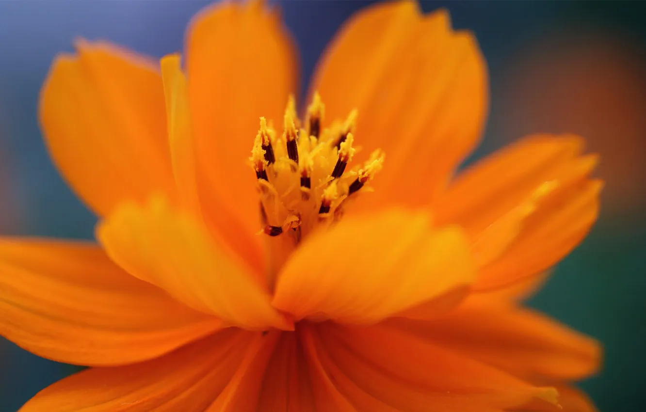 Фото обои цветок, оранжевая, лепестки, космея