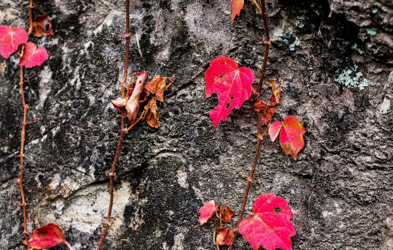 Фото обои осень, листья, дерево, растение, текстура