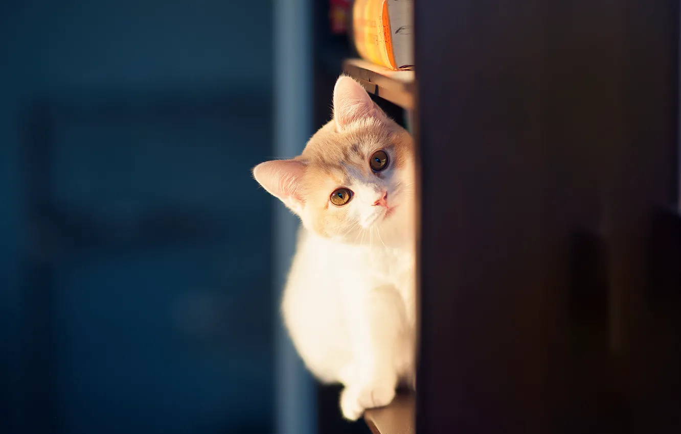 Фото обои котенок, © Ben Torode, Hannah