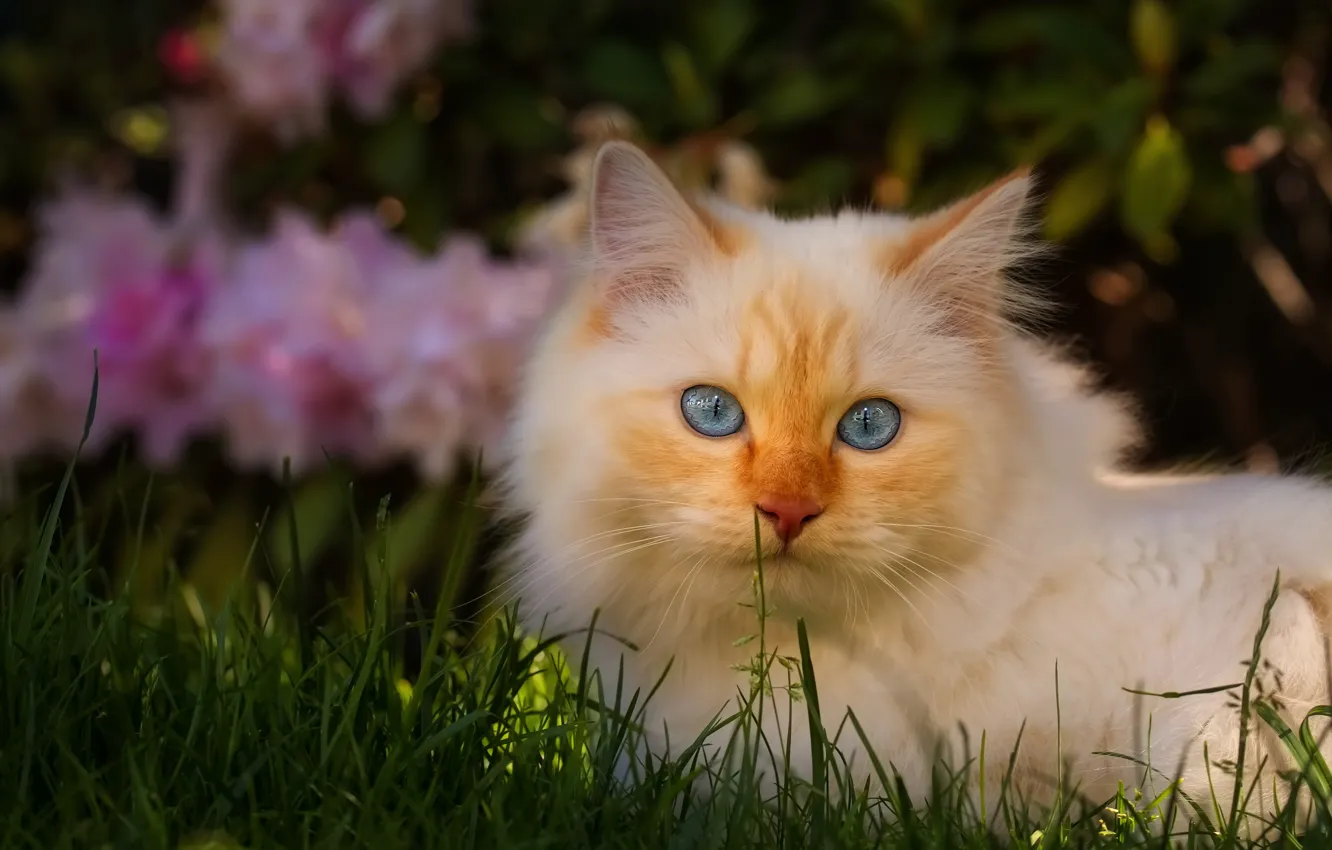 Фото обои кошка, белый, трава, кот, взгляд, морда, свет, цветы