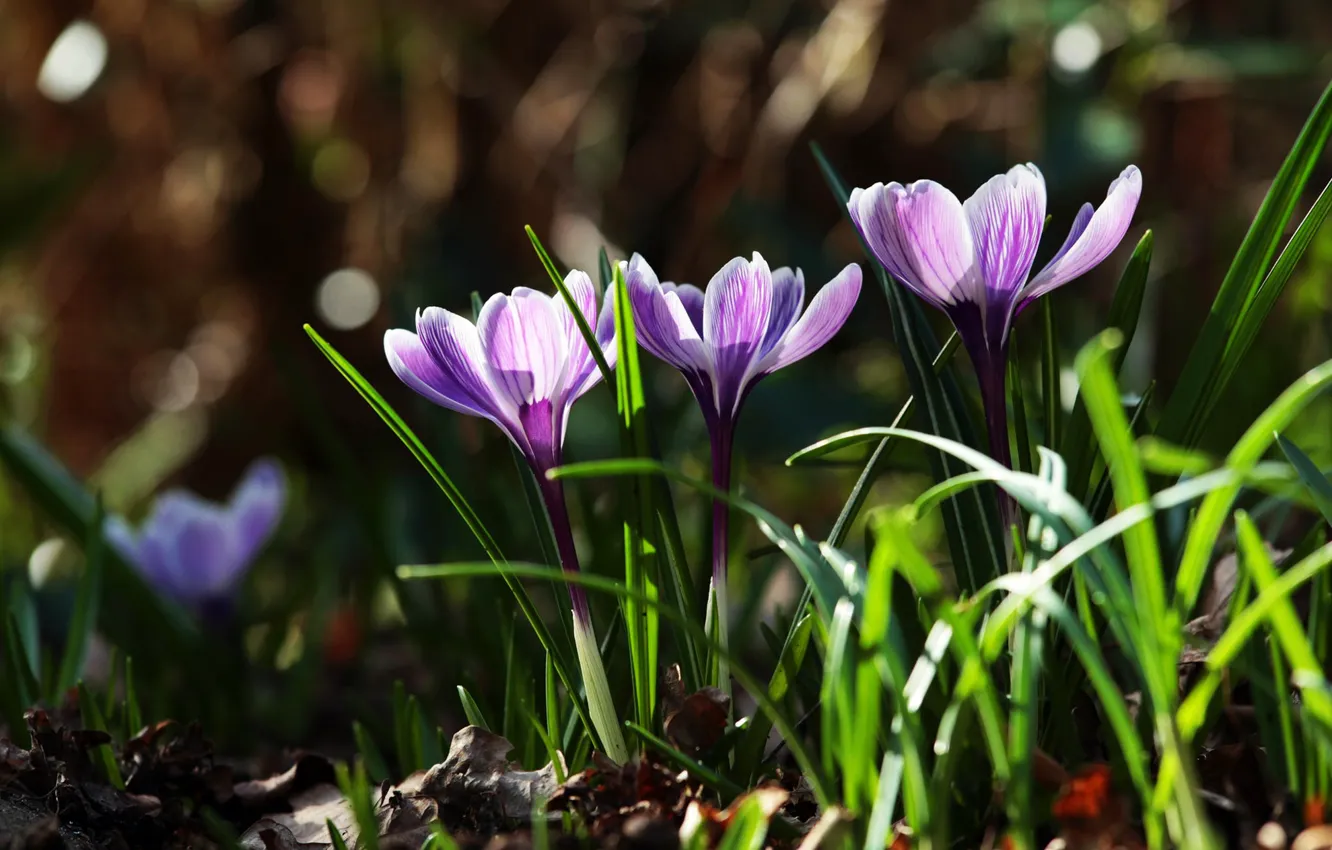 Фото обои трава, листья, цветы, природа, весна, фиолетовые, первоцветы, Крокусы