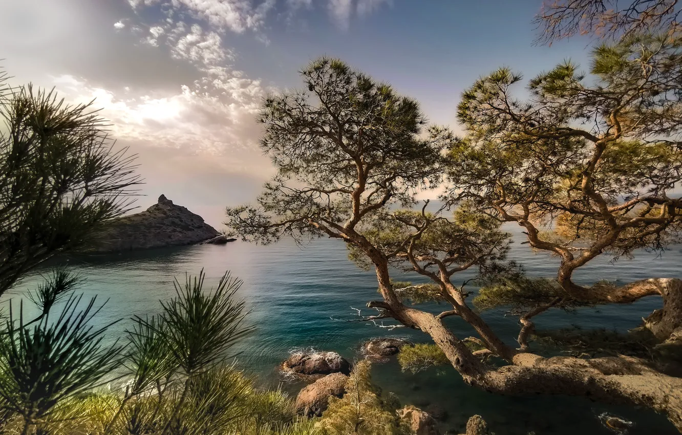 Фото обои море, пейзаж, ветки, природа, камни, дерево, скалы, берег