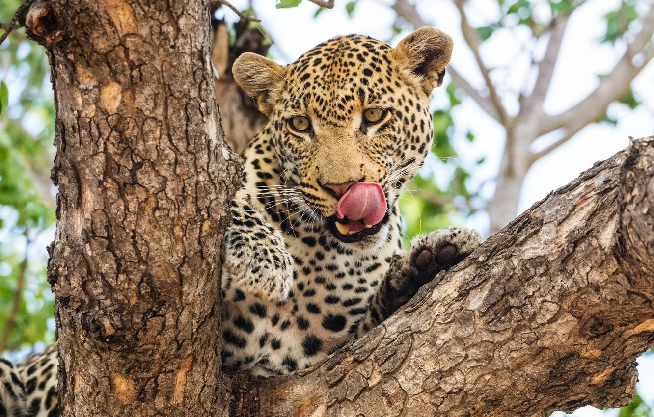 Фото обои язык, морда, хищник, леопард, Африка, дикая кошка, облизывается