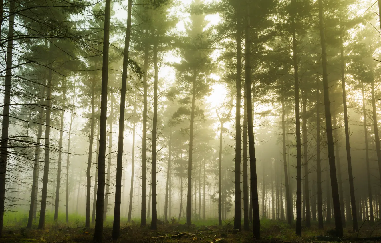 Фото обои лес, свет, деревья, ветки, природа, туман