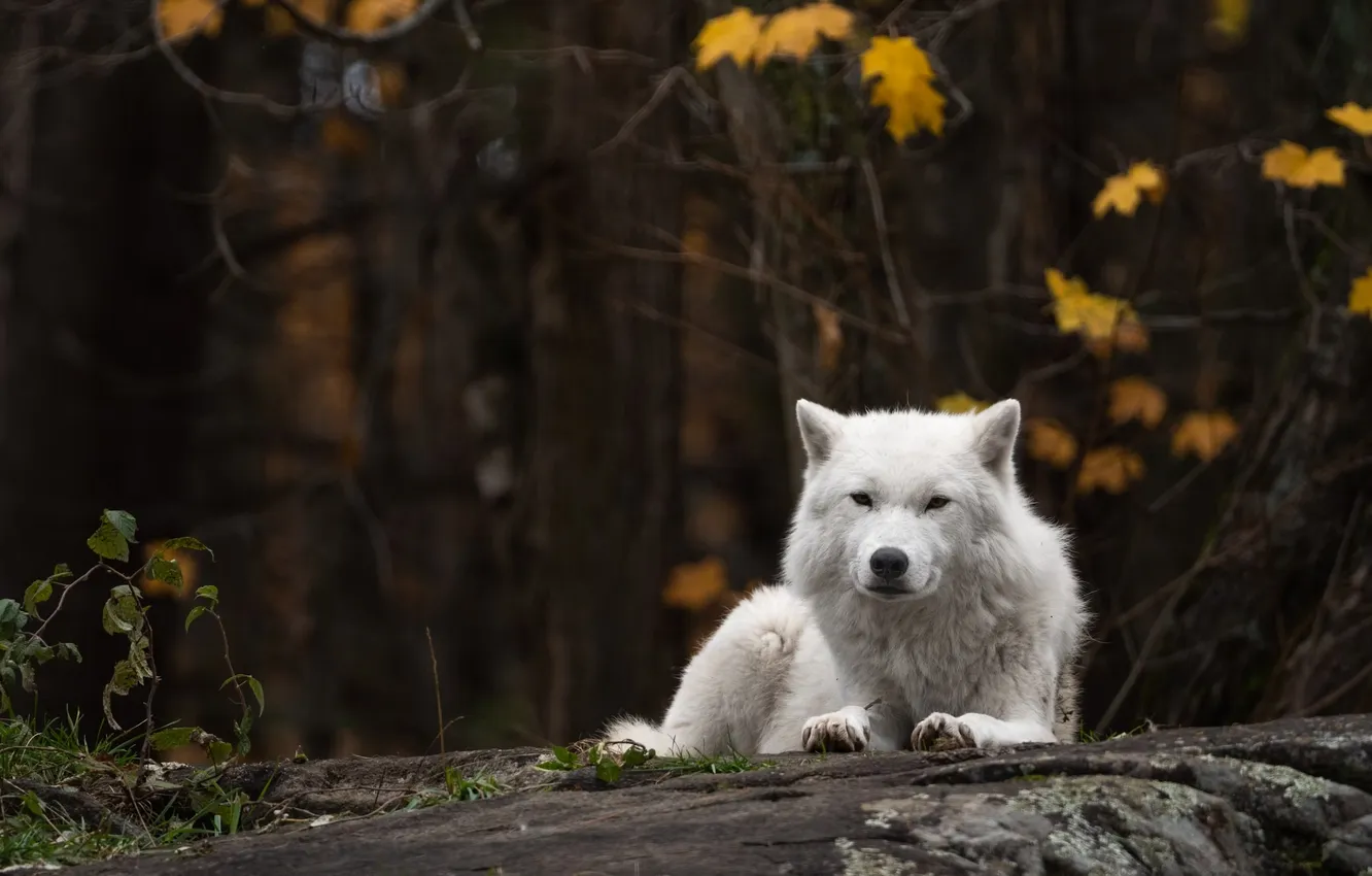 Фото обои nature, predator, animal, wolf, wildlife, portrait, portrait., Canis lupus. face