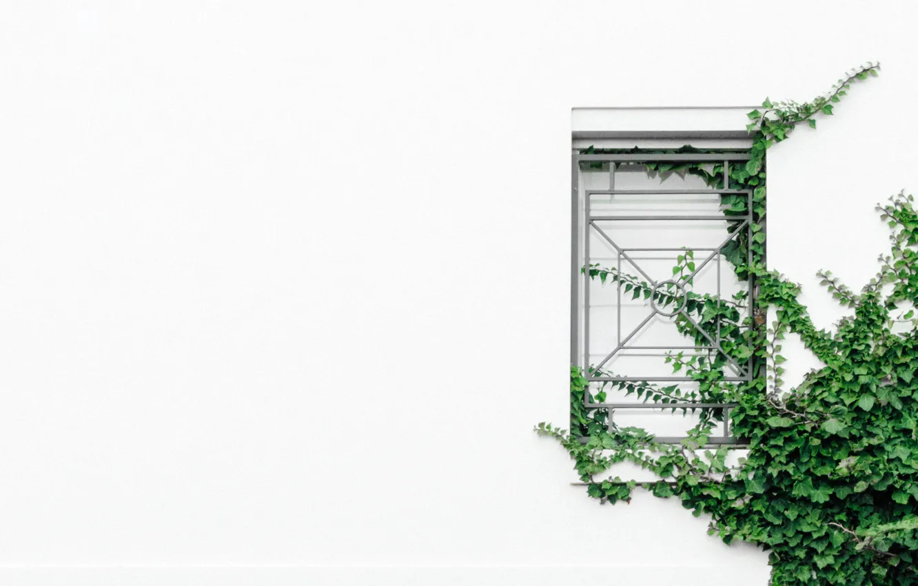 Фото обои зелень, листья, стена, минимализм, текстура, окно, решётка, вьюн