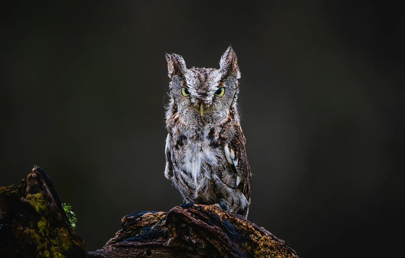 Фото обои Birds, Owls, Glance_, eastern_screech_owl