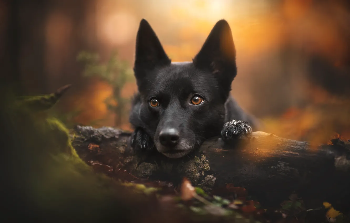 Фото обои осень, взгляд, природа, животное, собака, бревно, пёс, австралийский келпи