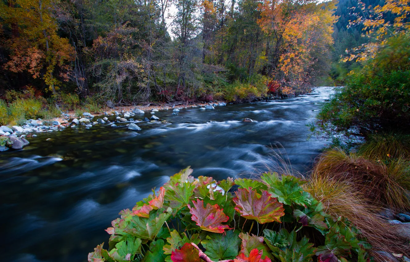 Фото обои осень, лес, небо, листья, горы, река, камни