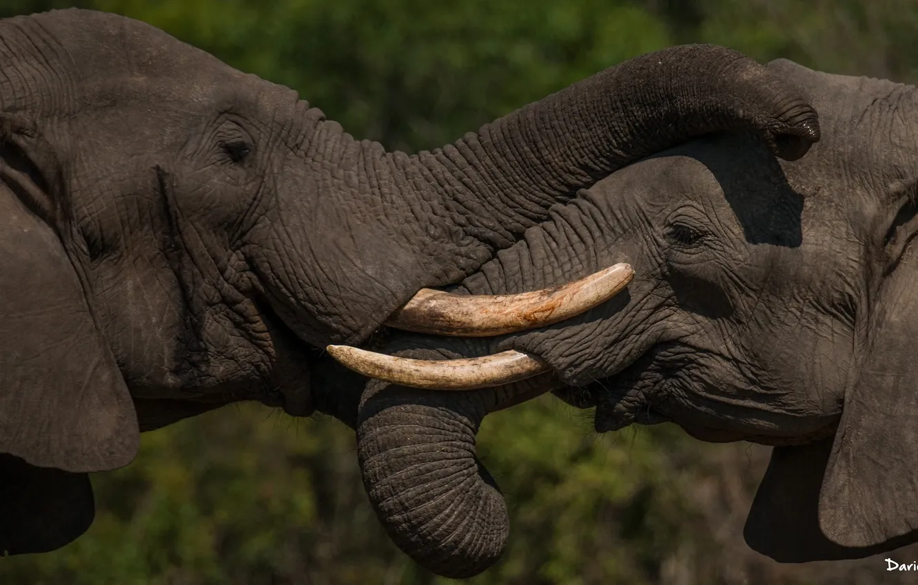 Фото обои пара, слоны, бивни, хобот