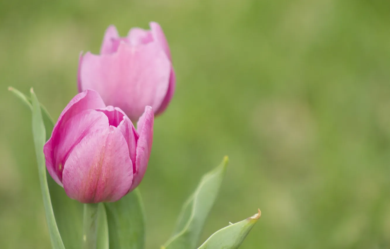 Фото обои фон, размытость, тюльпаны, розовые