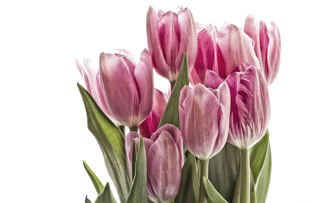 Фото обои тюльпаны, белый фон, розовые