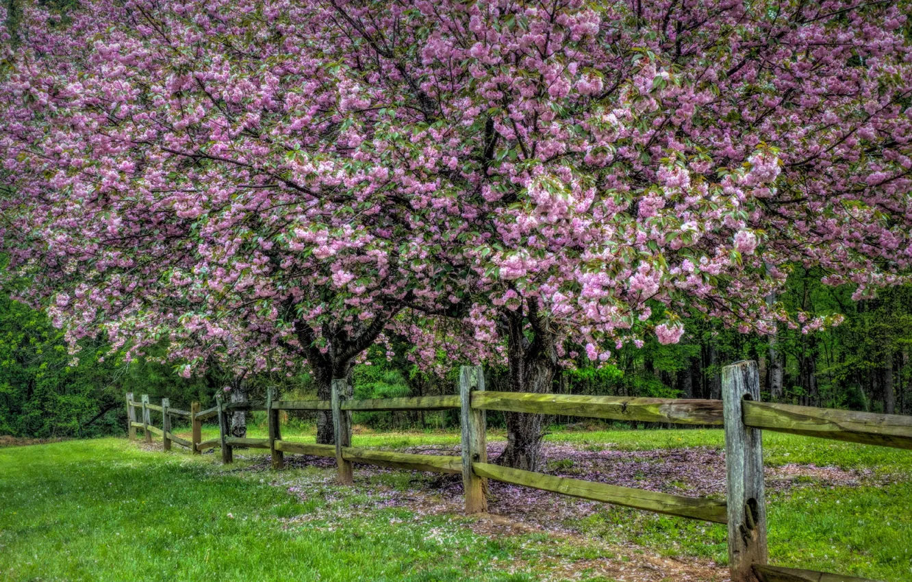 Фото обои природа, дерево, забор, весна