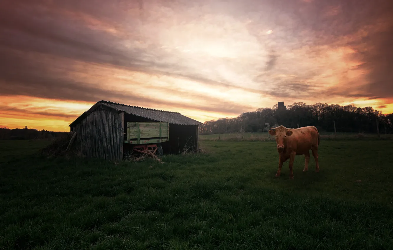 Фото обои трава, рассвет, корова, сарай