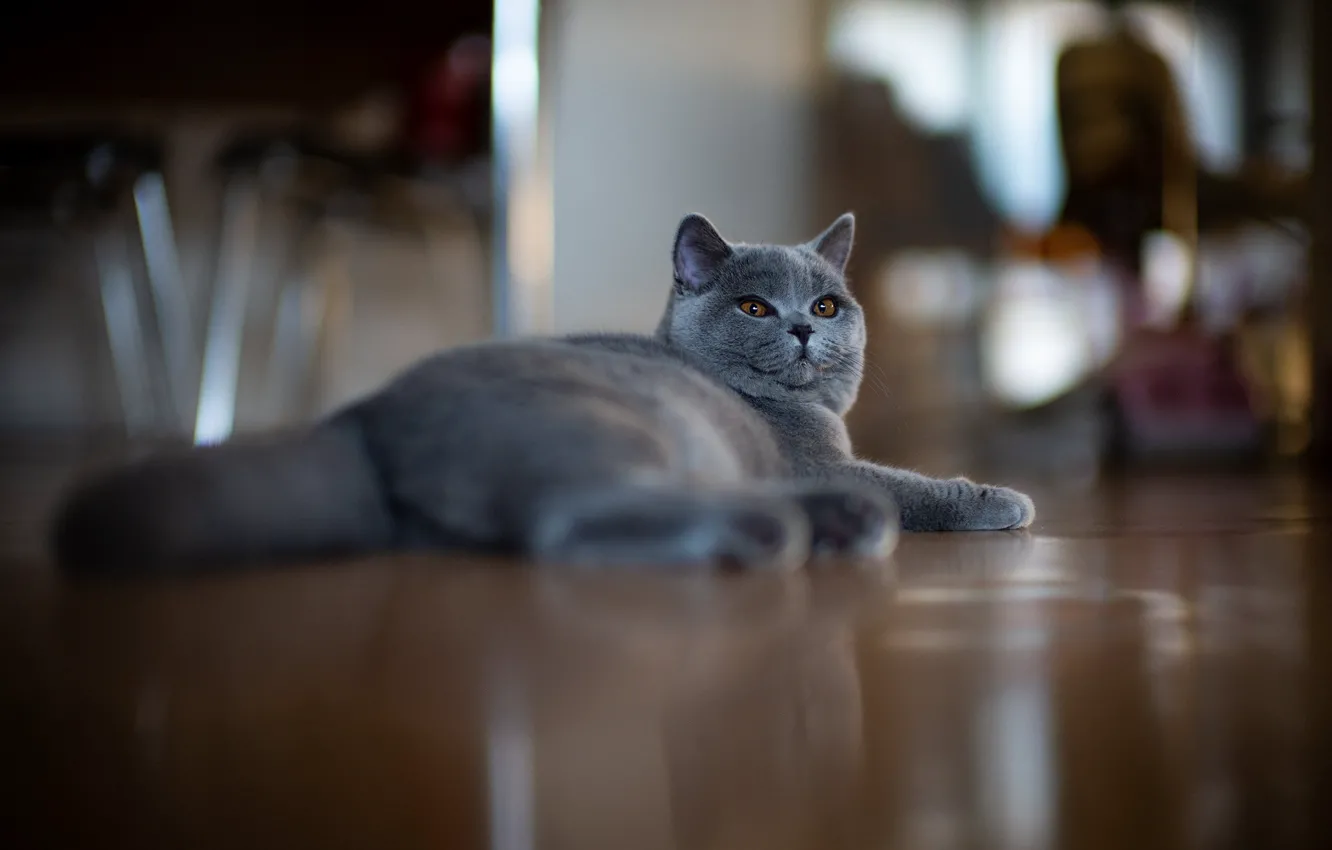 Фото обои кошка, кот, взгляд, поза, мордашка