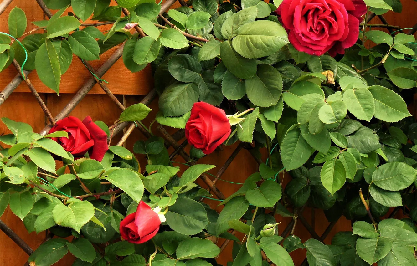 Фото обои Куст, Листья, Красные, Розы