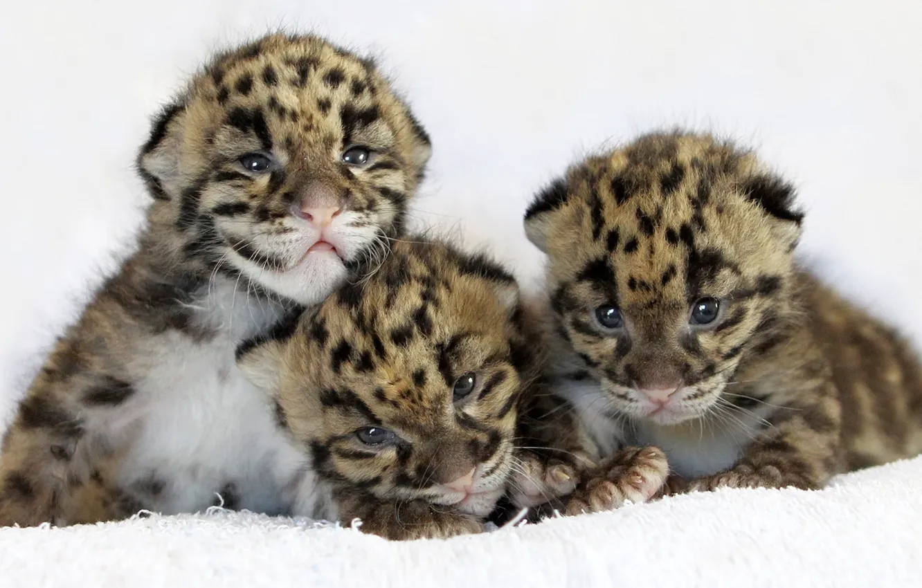 Фото обои кошка, леопард, leopard, детеныши