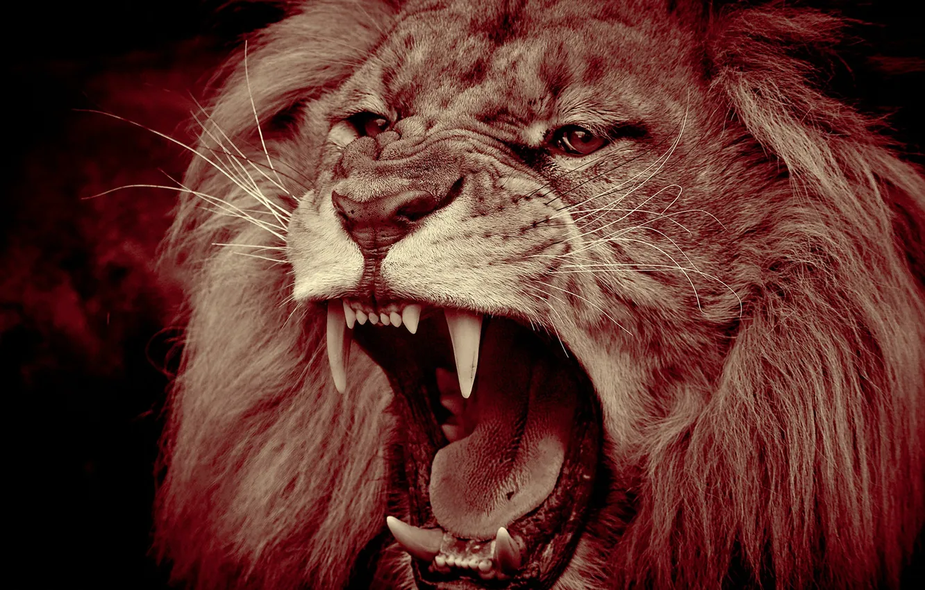 Фото обои морда, хищник, лев, пасть, грива, царь зверей, клыки, оскал