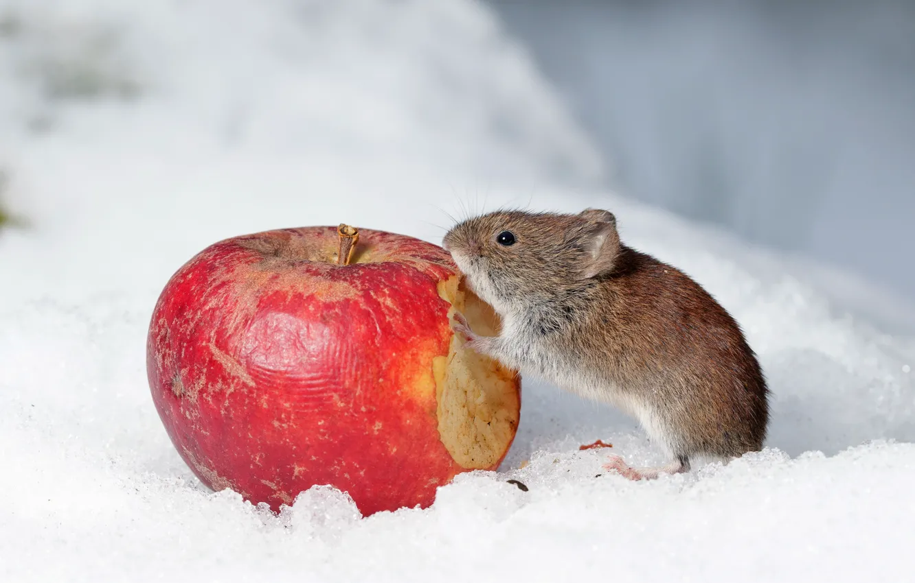 Фото обои снег, яблоко, мышка