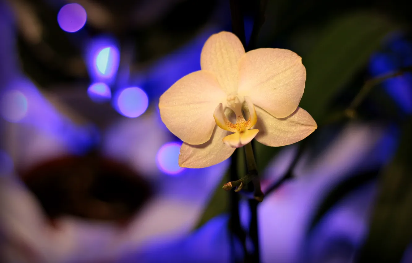 Фото обои Орхидея, Orchid, Blur