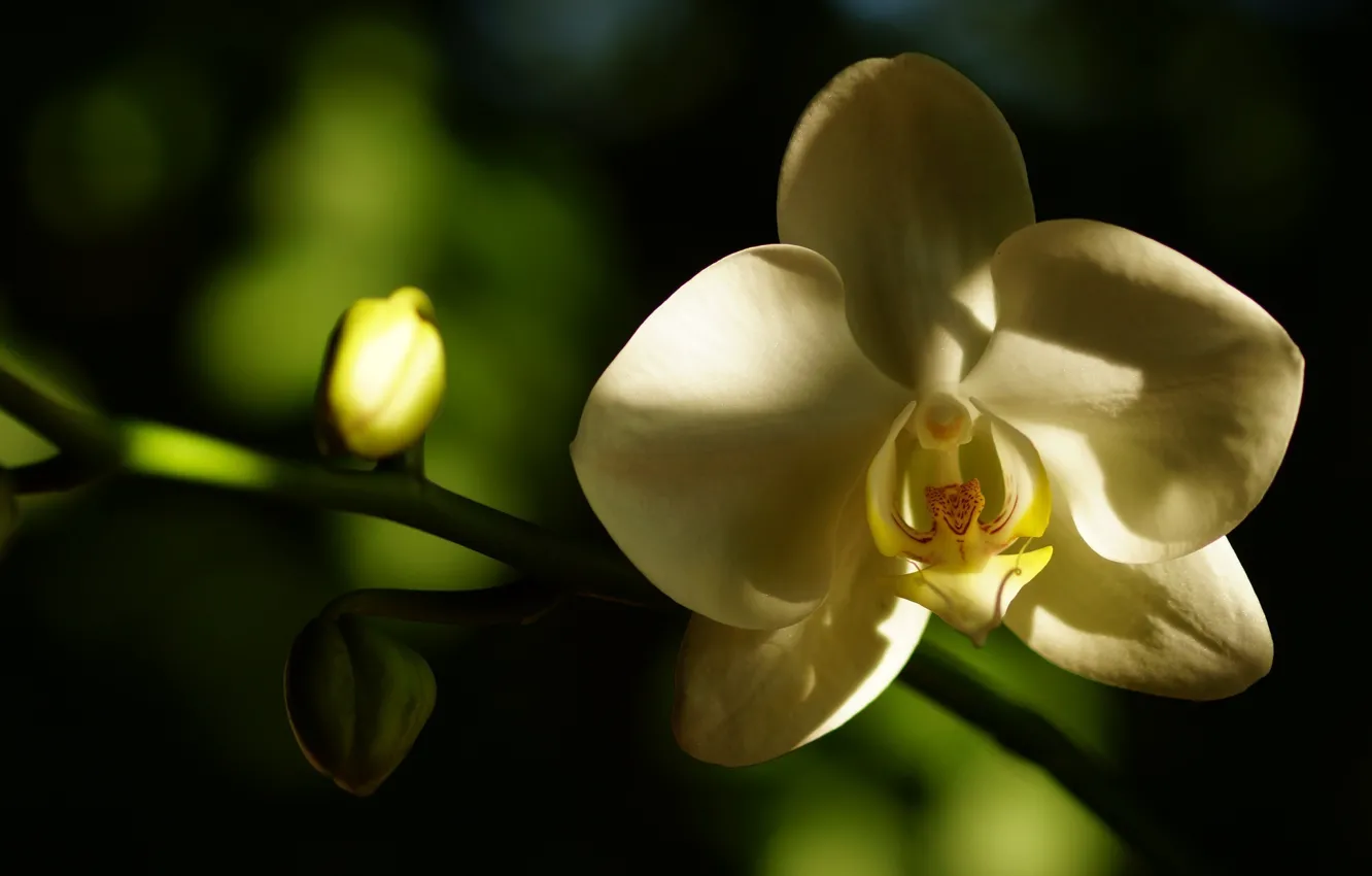 Фото обои белый, цветок, макро, тень, лепестки, орхидея