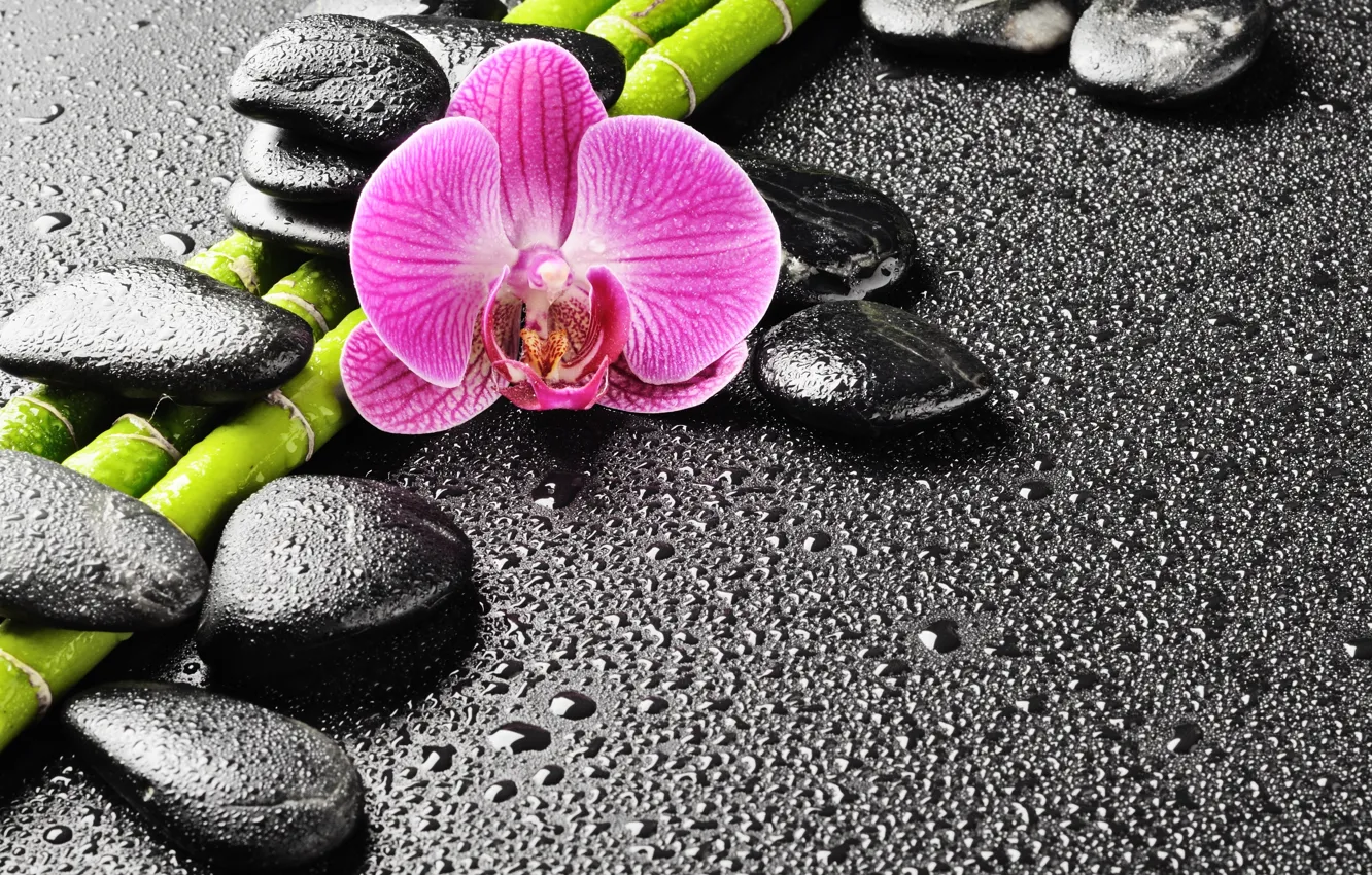 Фото обои капли, камни, бамбук, орхидея