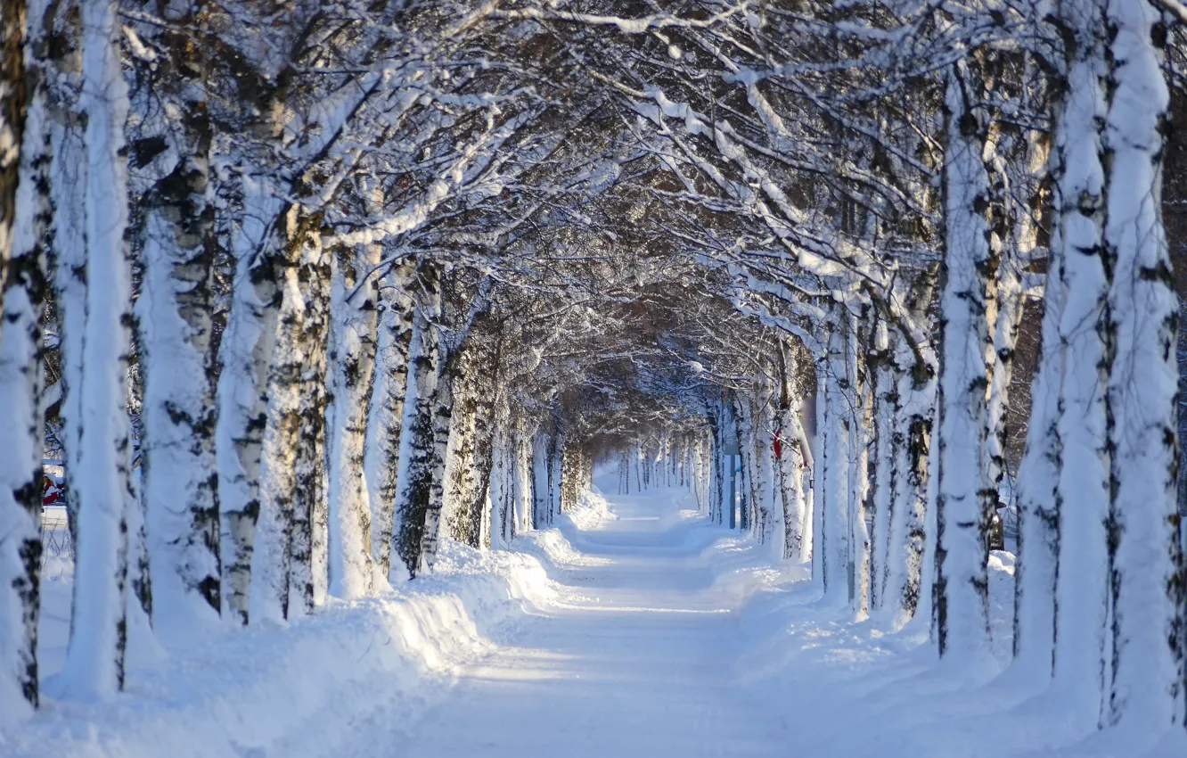 Фото обои зима, снег, деревья, пейзаж, природа, аллея, берёзы