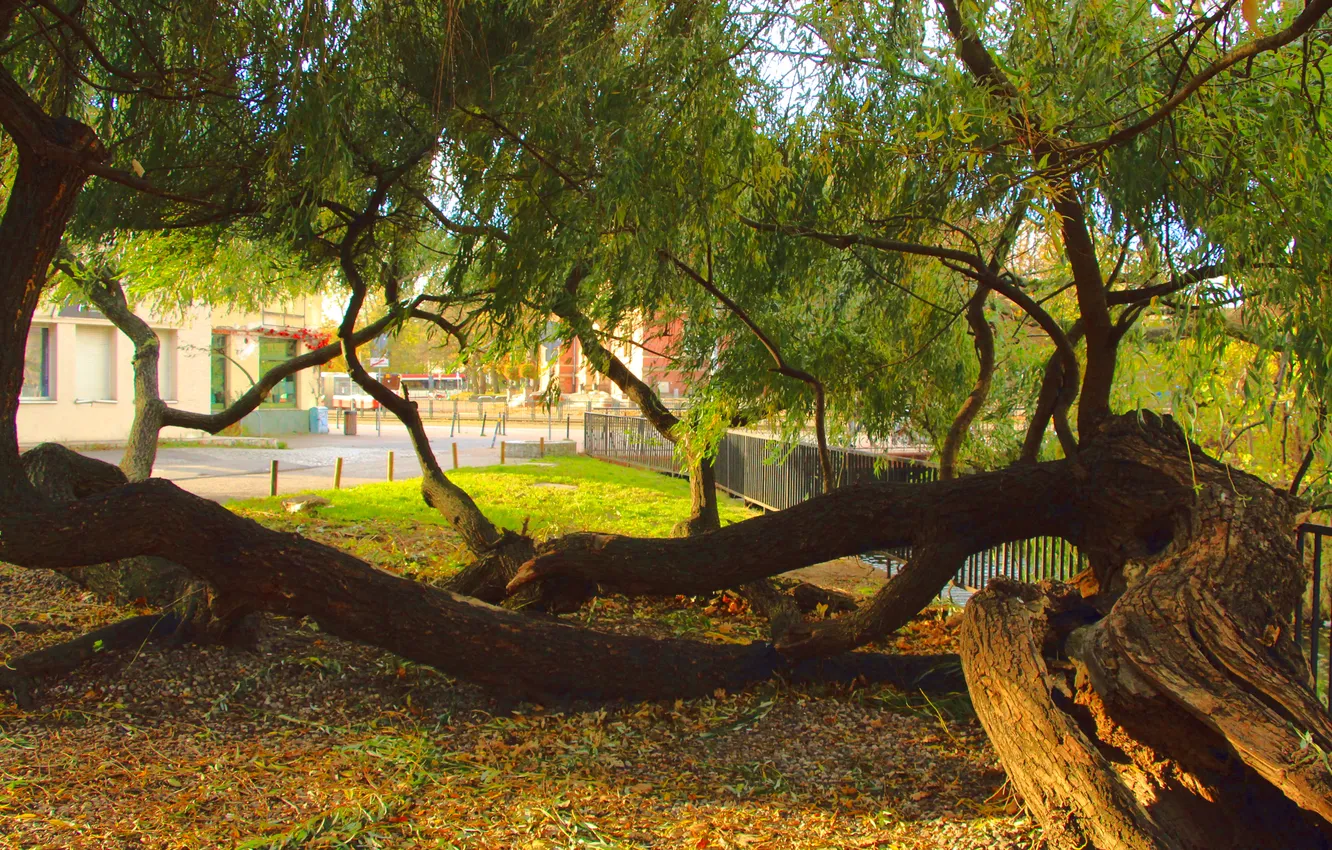 Фото обои tree, branches, lying