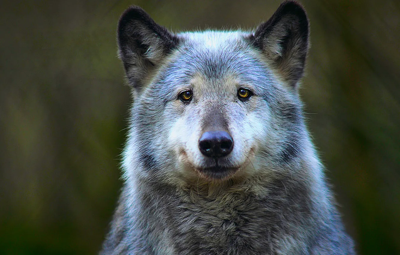 Фото обои forest, nature, dog, wolf