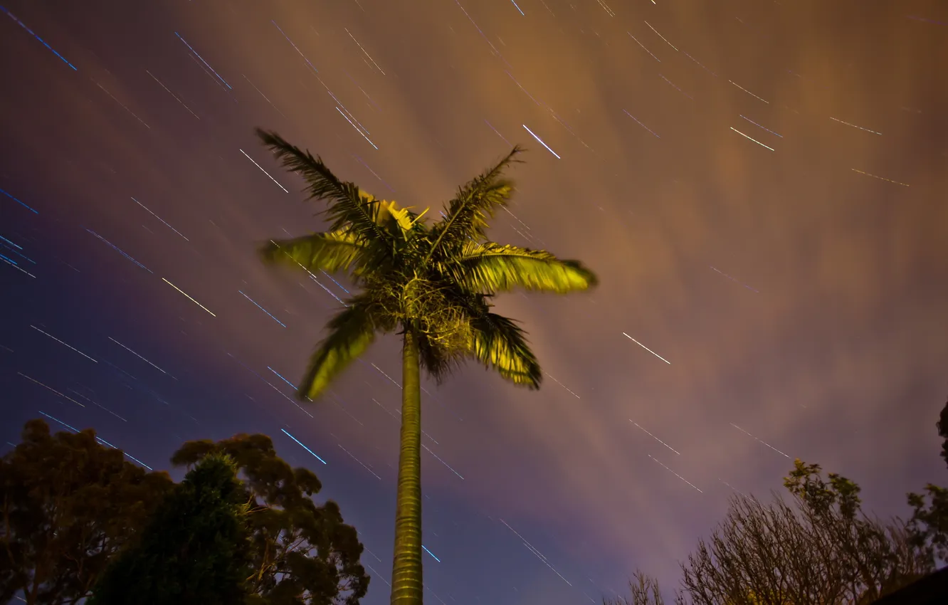 Фото обои небо, ночь, дерево, звёзды