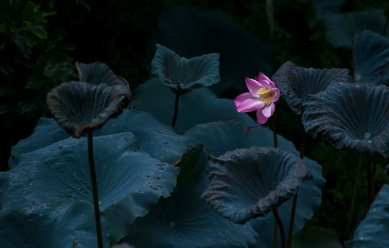 Фото обои цветок, природа, лилия